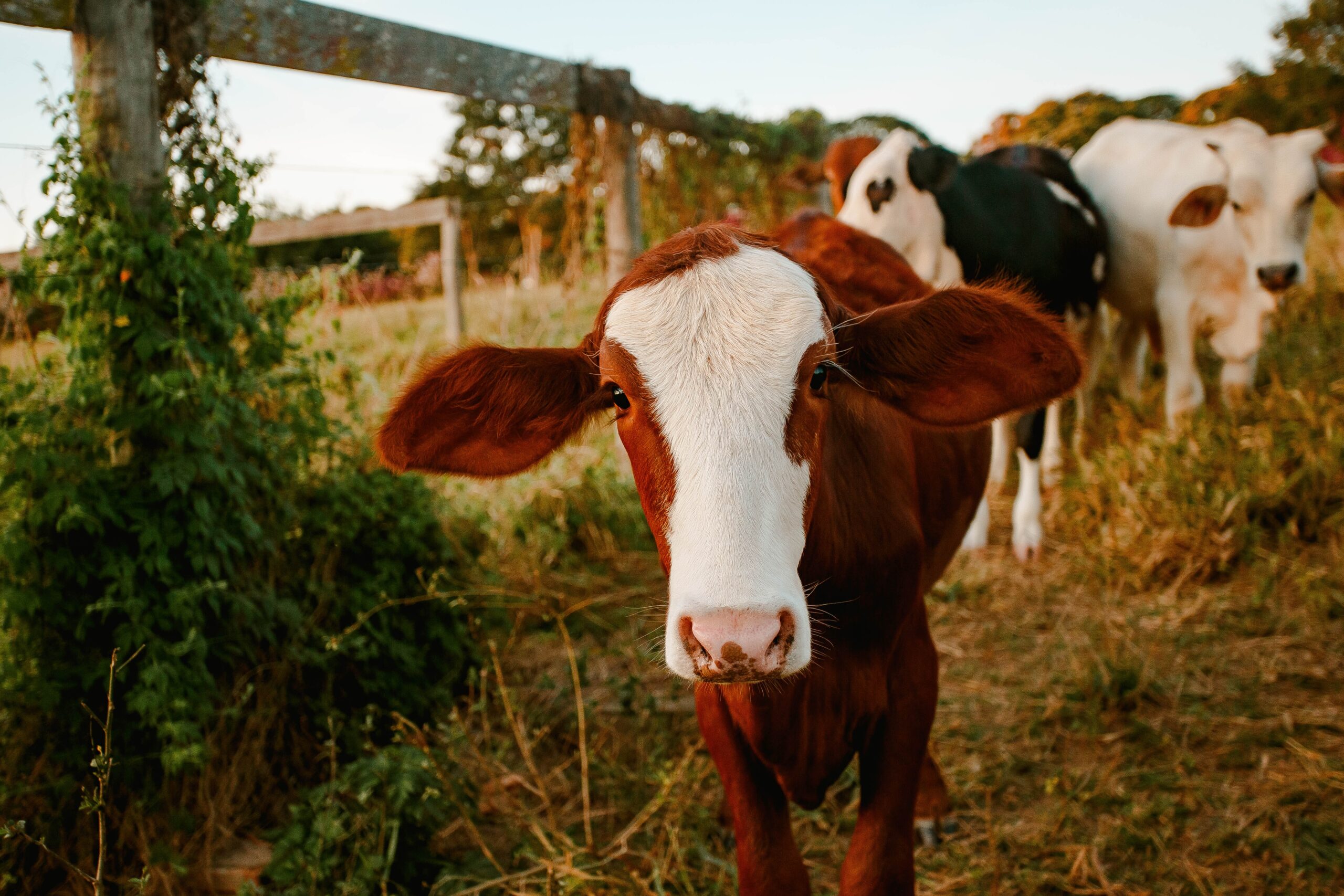 某育种育肥肉牛奶牛高端牛万头规模畜牧业项目融资-艾格农业投融资平台