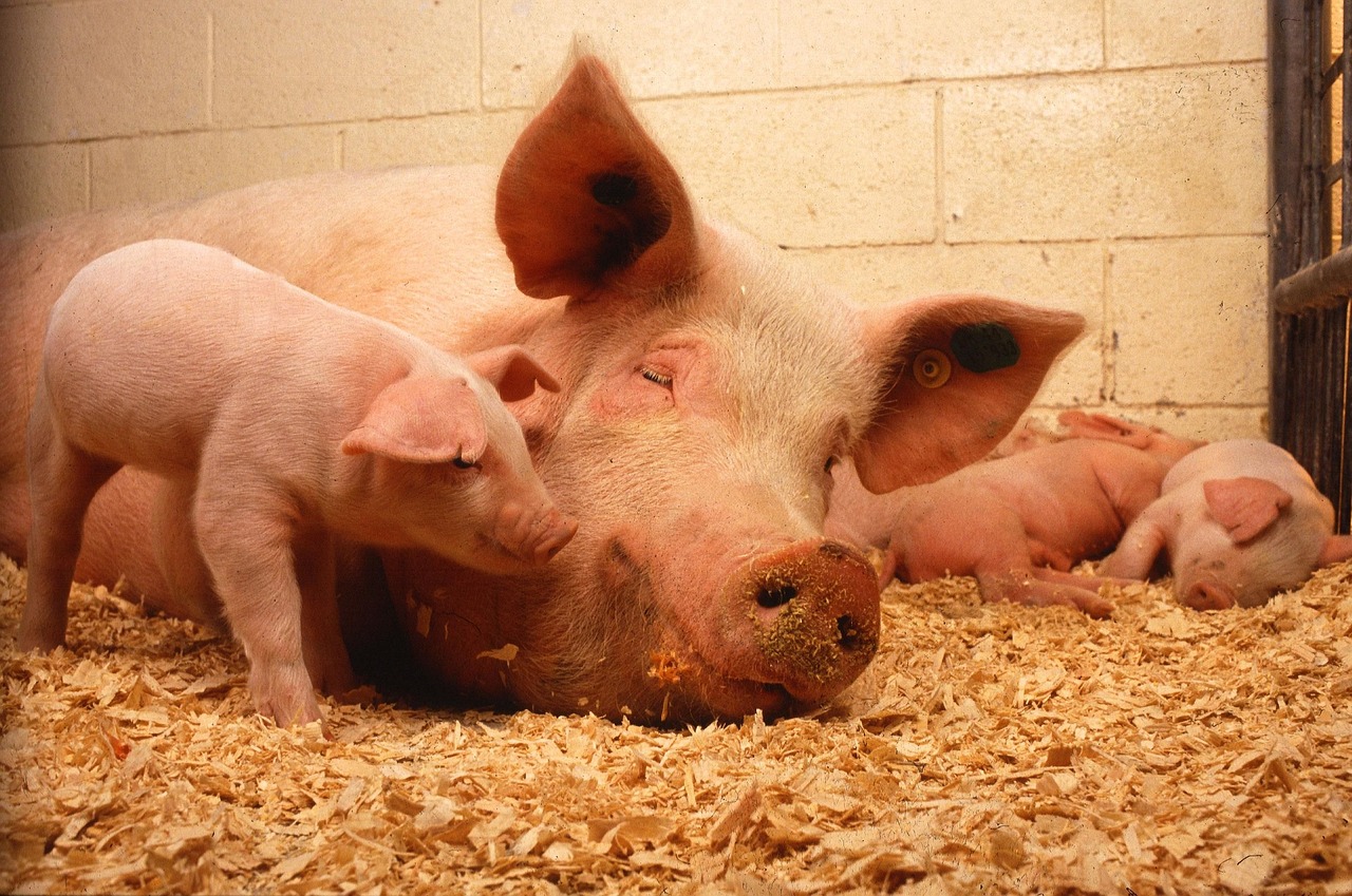 某生猪养殖企业，现寻求对外融资。-艾格农业投融资平台