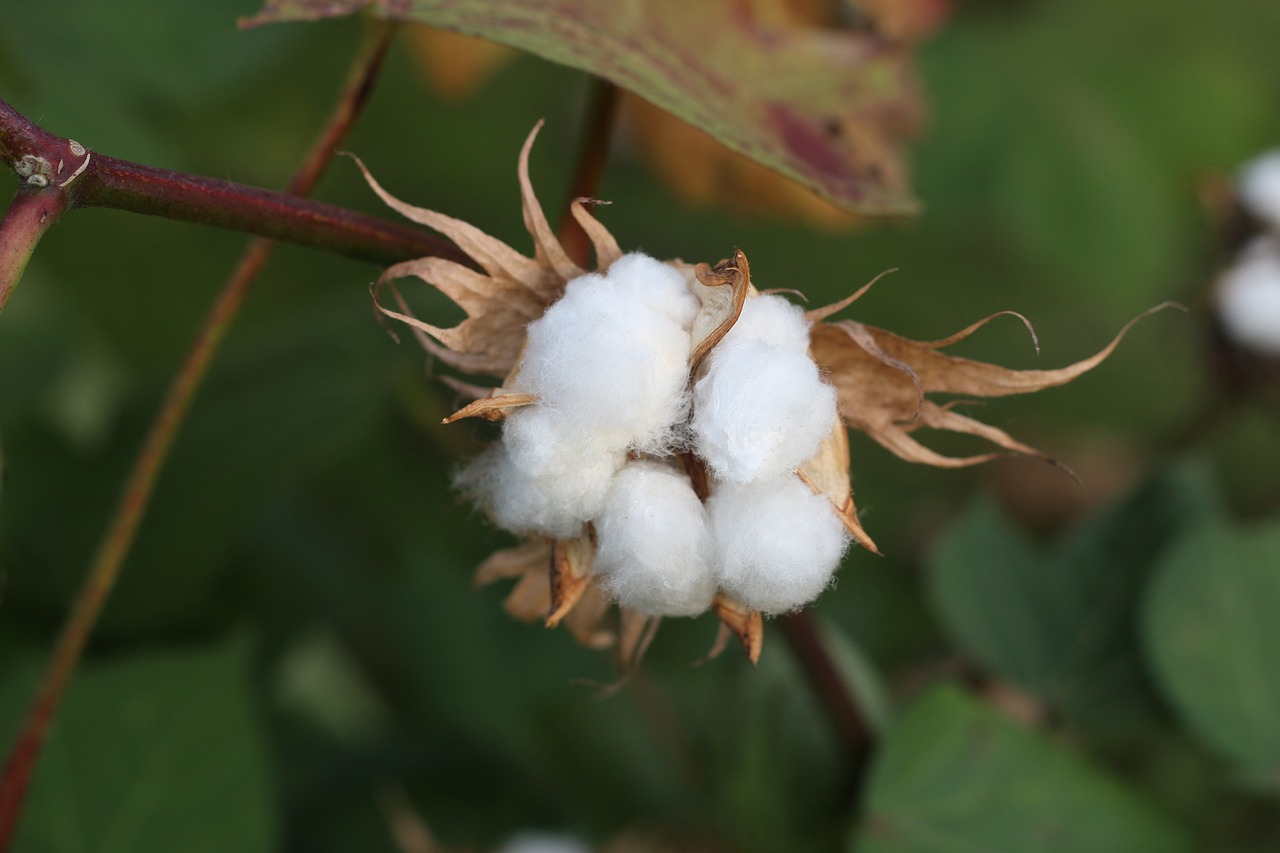 某转基因棉花育种项目寻找财务投资人-艾格农业投融资平台