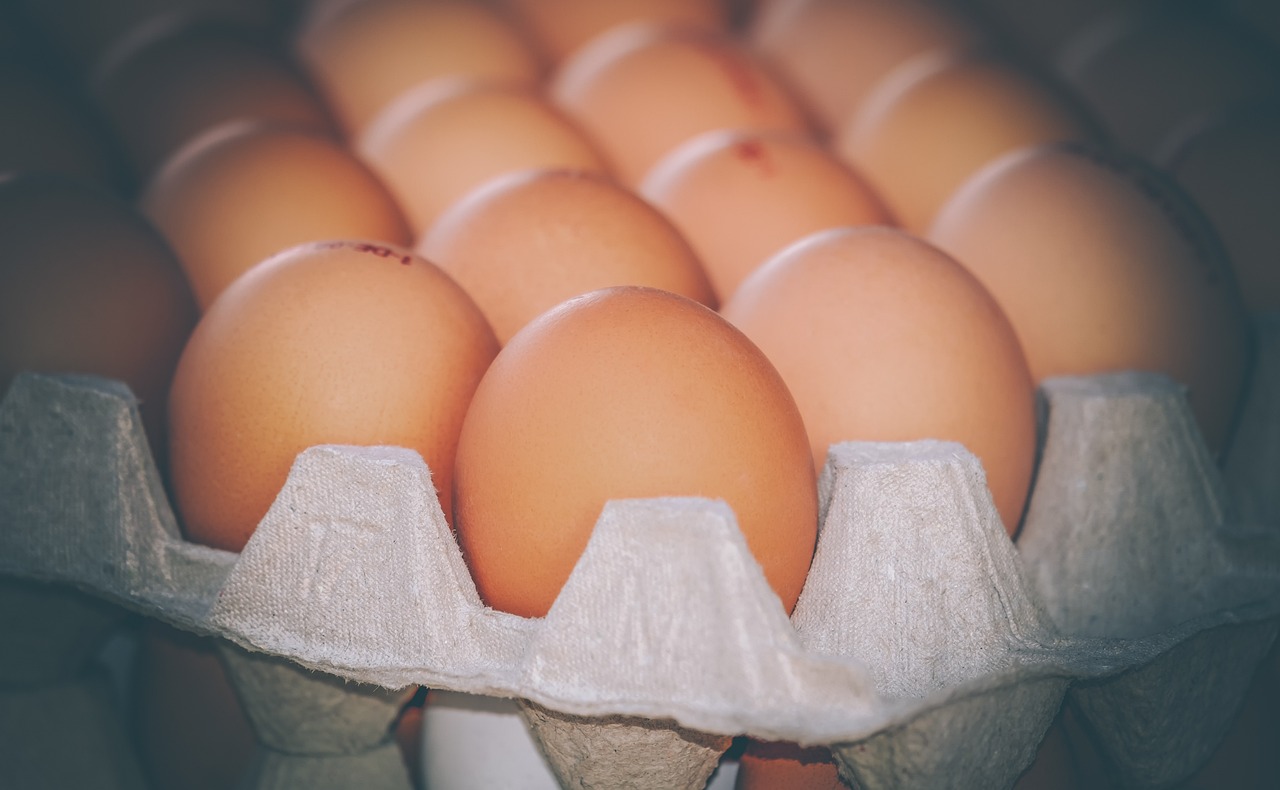 某可生食鸡蛋项目融资-艾格农业投融资平台