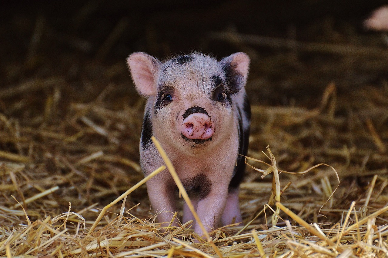 某大型生猪养殖企业寻找财务投资人-艾格农业投融资平台