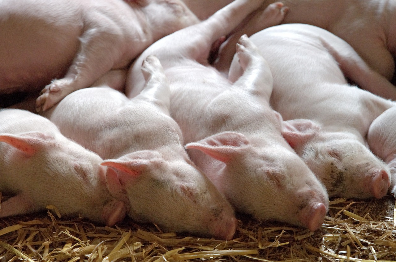 某生猪养殖企业寻找财务投资人-艾格农业投融资平台