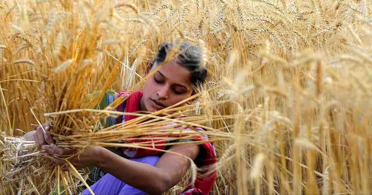 给食品通胀添把火：全球第二大小麦生产国印度考虑限制小麦出口-艾格农业投融资平台