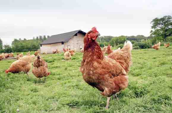 食品保护主义高涨！印度之后，马来西亚限制活鸡出口-艾格农业投融资平台