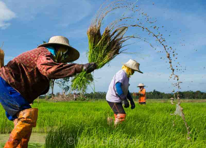食品通胀卷土重来？印度限制大米出口之后，泰国大米生产也陷入困境-艾格农业投融资平台