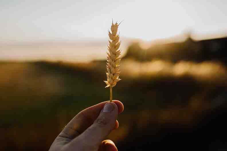 全球食品通胀再降温：小麦价格连续五个月下跌，逼近2021年以来低点-艾格农业投融资平台