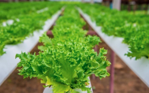 图片[4]-专注于生菜的基因编辑、生物育种公司寻战略投资人-艾格农业投融资平台