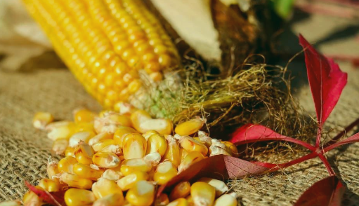 新一代转基因玉米企业寻战略投资人-艾格农业投融资平台