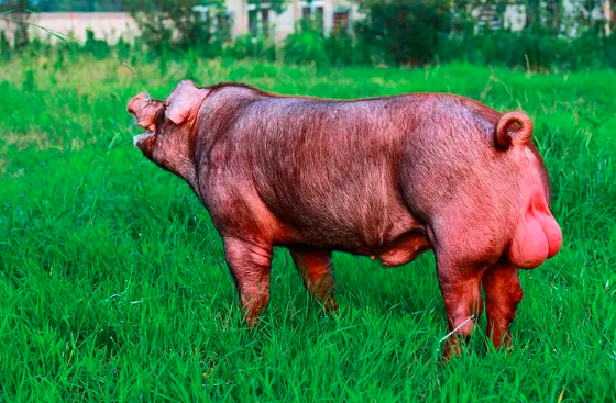 自主种猪育种为核心的自繁自育型全产业链企业寻战略投资人-艾格农业投融资平台