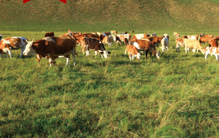 深耕牛肉领域20年，饲料、繁育、屠宰、牛肉生产加工线上线下全产业链企业寻战略投资人-艾格农业投融资平台