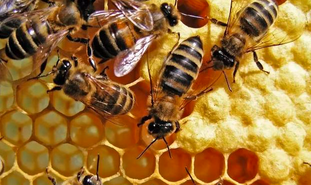 用互联网数据化智能化推动蜜蜂全产业链企业寻战略投资人-艾格农业投融资平台