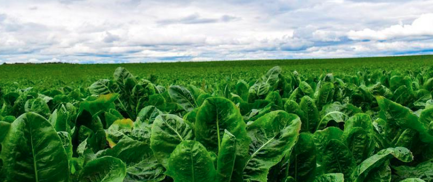 植物合成重组蛋白企业寻战略投资人-艾格农业投融资平台