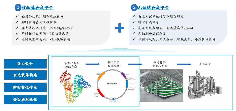 图片[2]-植物合成重组蛋白企业寻战略投资人-艾格农业投融资平台